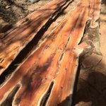 27F177BF 172C 4443 ABFF B2588A660ED8 150x150