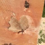 C1036661 00D5 4A4A 89B0 3CF619E5BD83 150x150