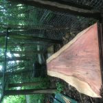 EF5DBFE1 C83D 4C56 9CF7 6797CC4EF567 150x150